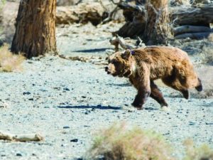 Монгольский медведь фото